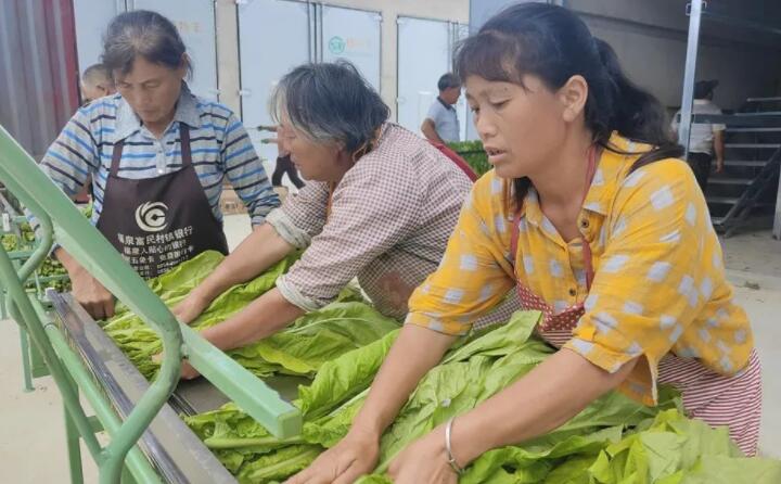 福泉：生物質顆粒智能化烘烤 助力烤煙產業提質增效