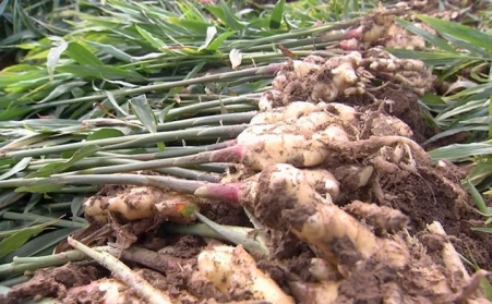 生物質顆粒機破解山東濰坊姜秸稈處理難題  增加農民收入