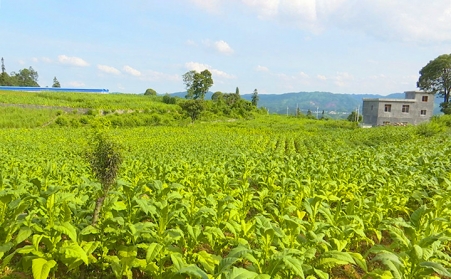 興仁市魯?shù)A營鄉(xiāng)生物質(zhì)燃料顆粒機(jī)助力鄉(xiāng)村振興